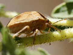 Sphyrocoris obliquus