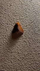 Anisota virginiensis