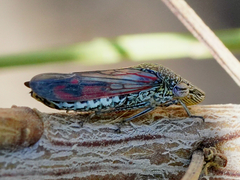 Homalodisca liturata