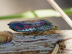 Homalodisca liturata