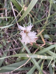 Spiranthes cernua