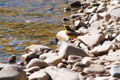 Sicalis olivascens