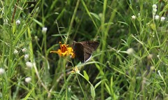 Eudaminae