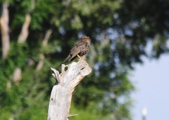 Turdus chiguanco