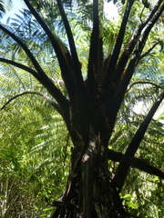 Cyathea medullaris