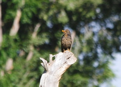 Turdus chiguanco