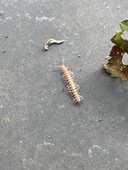Nearctodesmidae