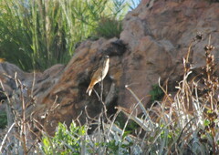 Knipolegus aterrimus