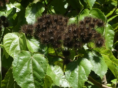 Entelea arborescens
