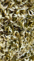 Homalothecium sericeum