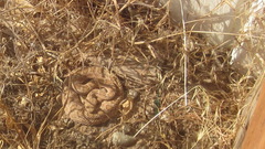 Crotalus oreganus concolor