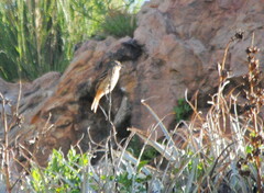 Knipolegus aterrimus
