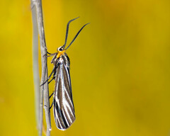 Ctenucha vittigera