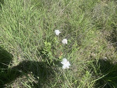 Mandevilla macrosiphon