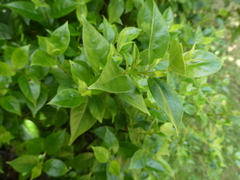 Geniostoma ligustrifolium ligustrifolium