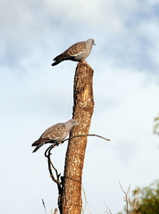 Patagioenas maculosa