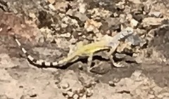 Callisaurus draconoides