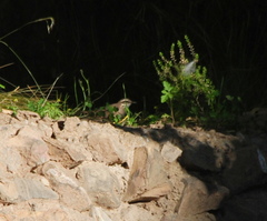 Cinclodes albiventris