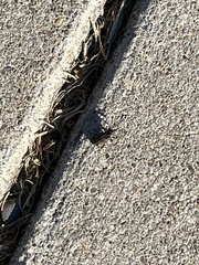 Sphenophorus venatus