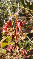 Decodon verticillatus