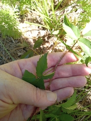 Rubus trivialis