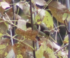 Piranga olivacea