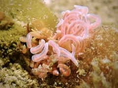 Phyllodesmium serratum