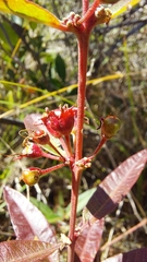 Decodon verticillatus