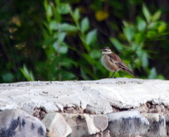 Cinclodes albiventris