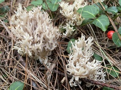 Clavulina coralloides