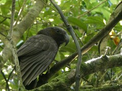 Nestor meridionalis septentrionalis