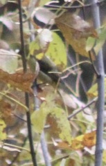 Piranga olivacea