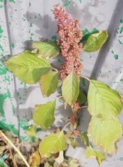 Amaranthus retroflexus