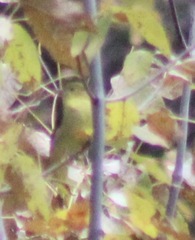 Piranga olivacea