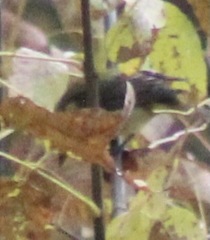 Piranga olivacea