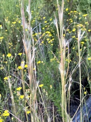Andropogon virginicus