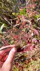 Decodon verticillatus