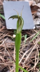 Pterostylis foliata