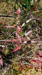 Decodon verticillatus