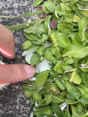 Gamochaeta americana