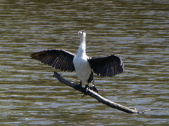 Phalacrocorax varius varius