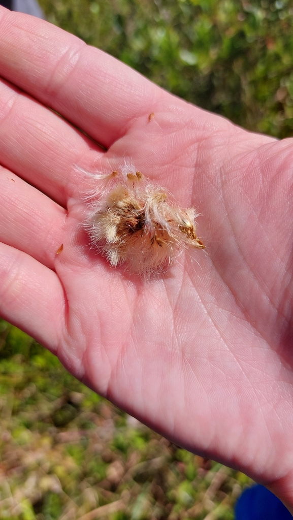tawny cottongrass in October 2022 by Sarah Kelsey. I took pictures of