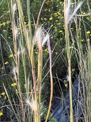 Andropogon virginicus