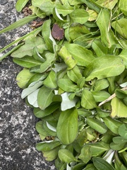 Gamochaeta americana