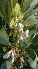 Sphenarium
