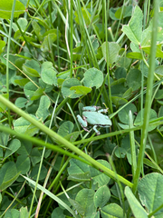 Hyla wrightorum