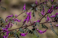 Indigofera australis