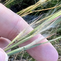 Andropogon virginicus