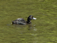 Aythya novaeseelandiae