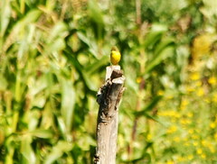 Pseudocolopteryx acutipennis